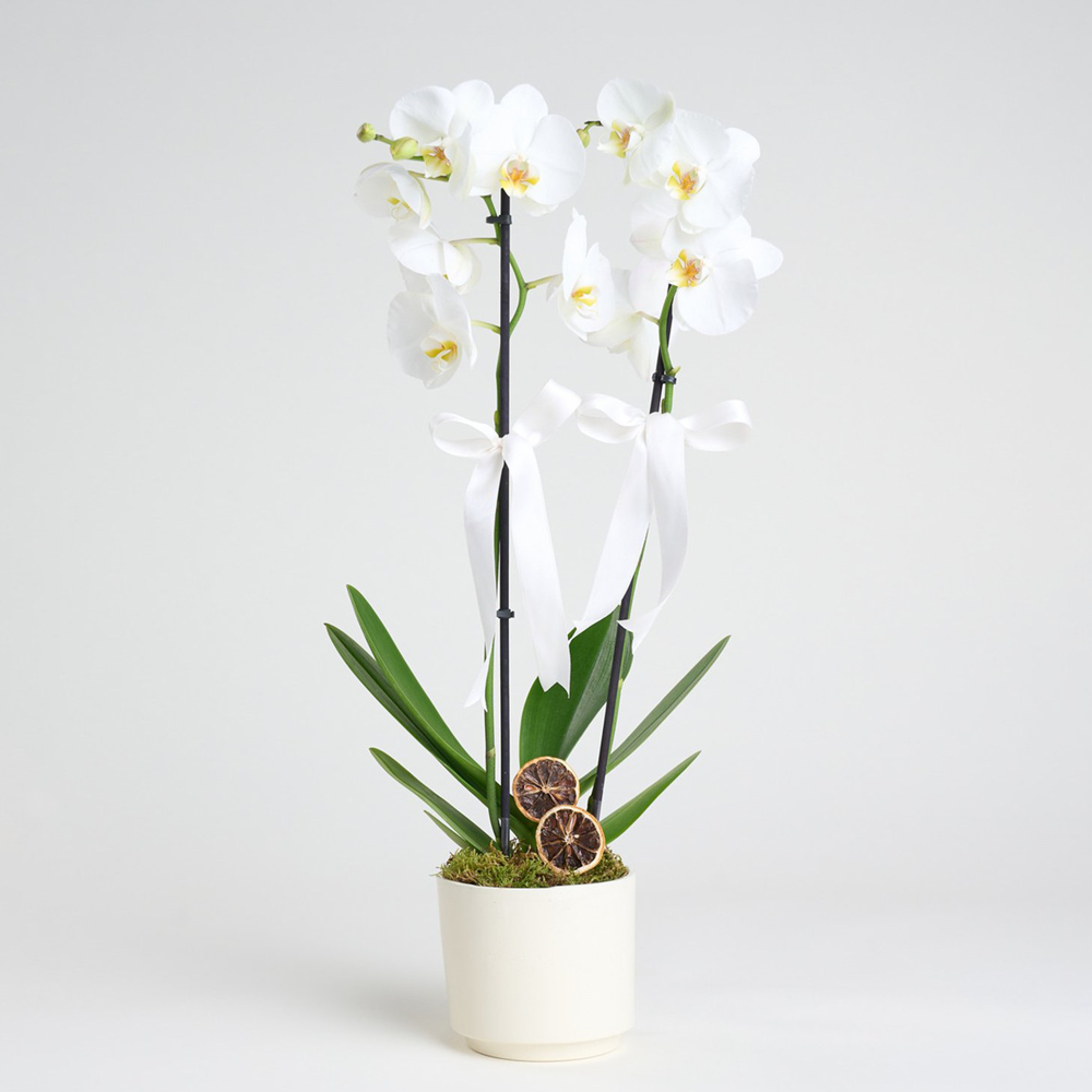 Beyaz Orkide 2'li