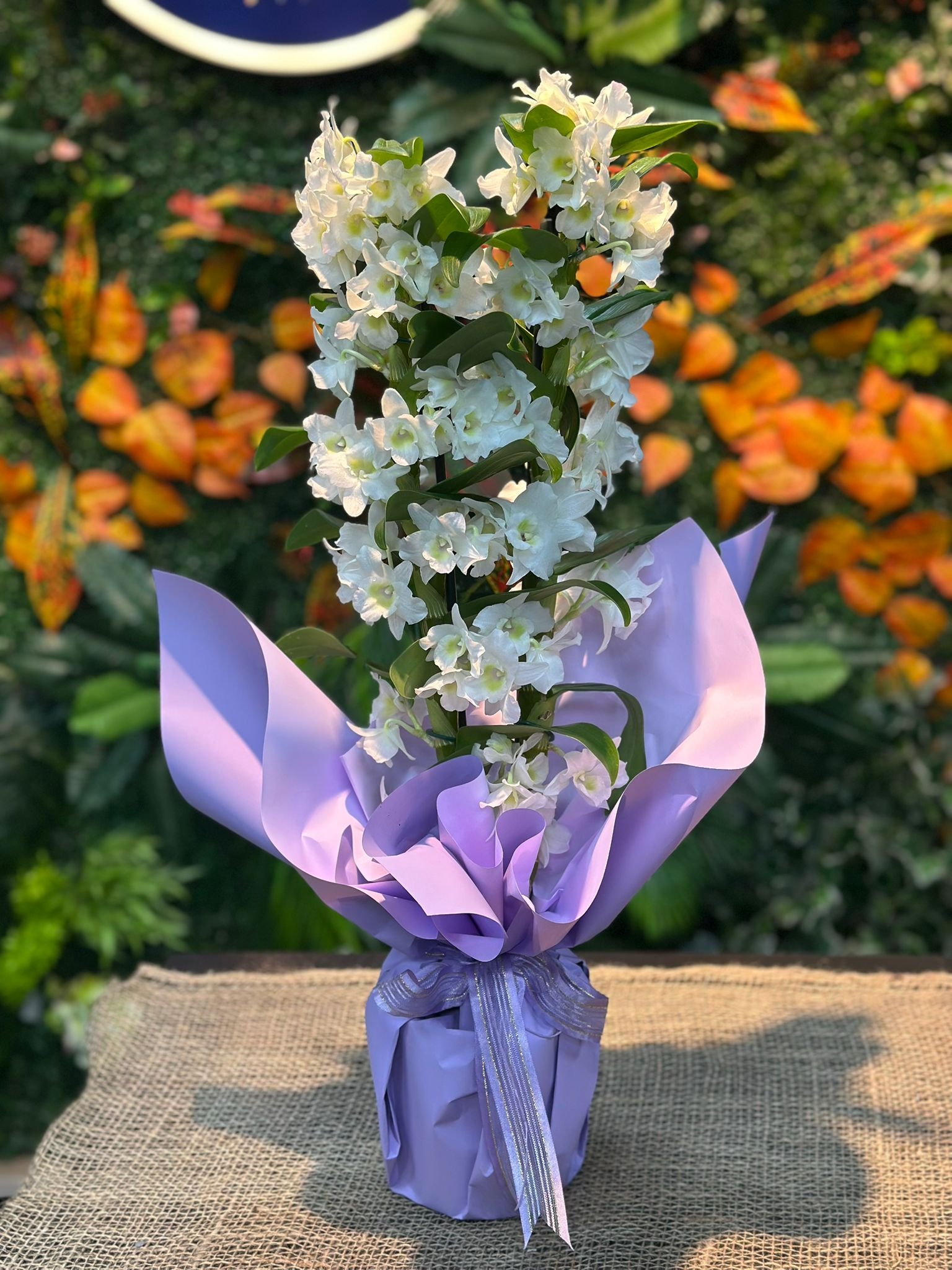 Dendrobium Kokulu Orkide