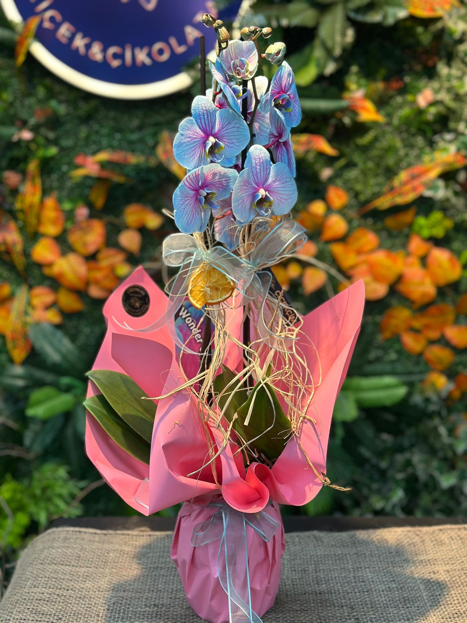 Threecolour Orkide Çift Dallı