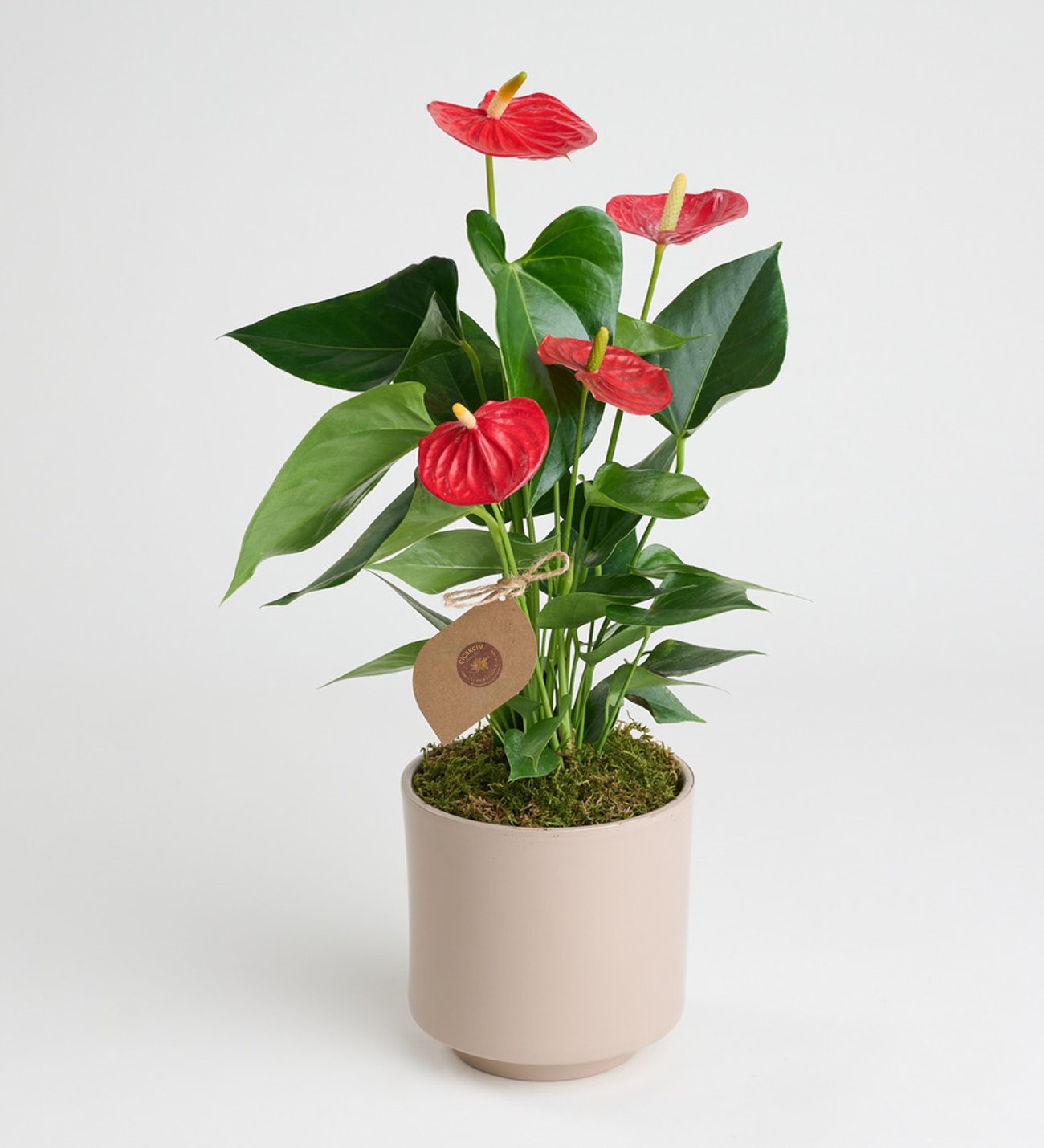 Gri Beton Saksıda Antoryum - Flamingo Çiçeği