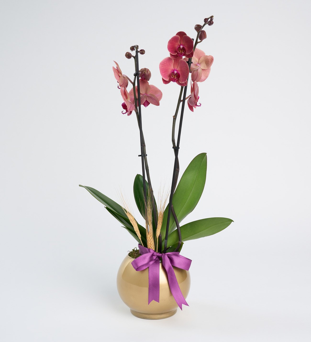 Altın Akvaryum Saksıda Ateş Kırmızı Çiftli Orkide