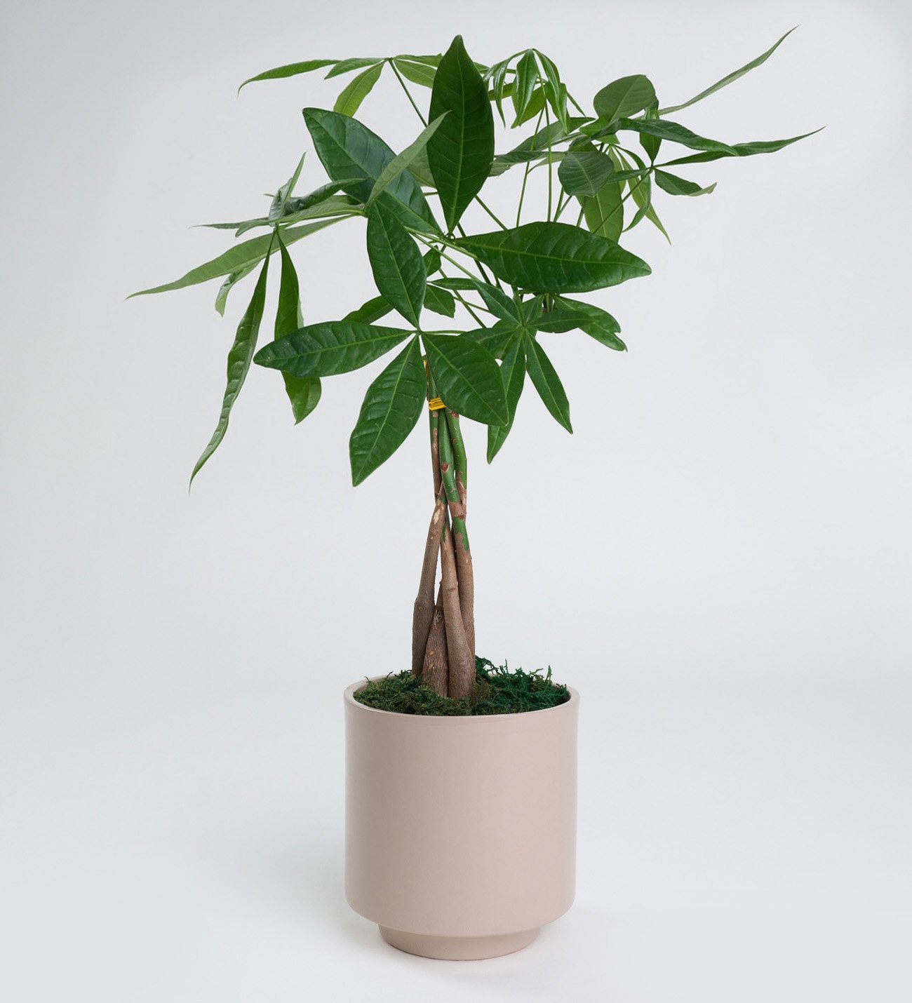 Gri Beton Saksıda Pachira Bitkisi