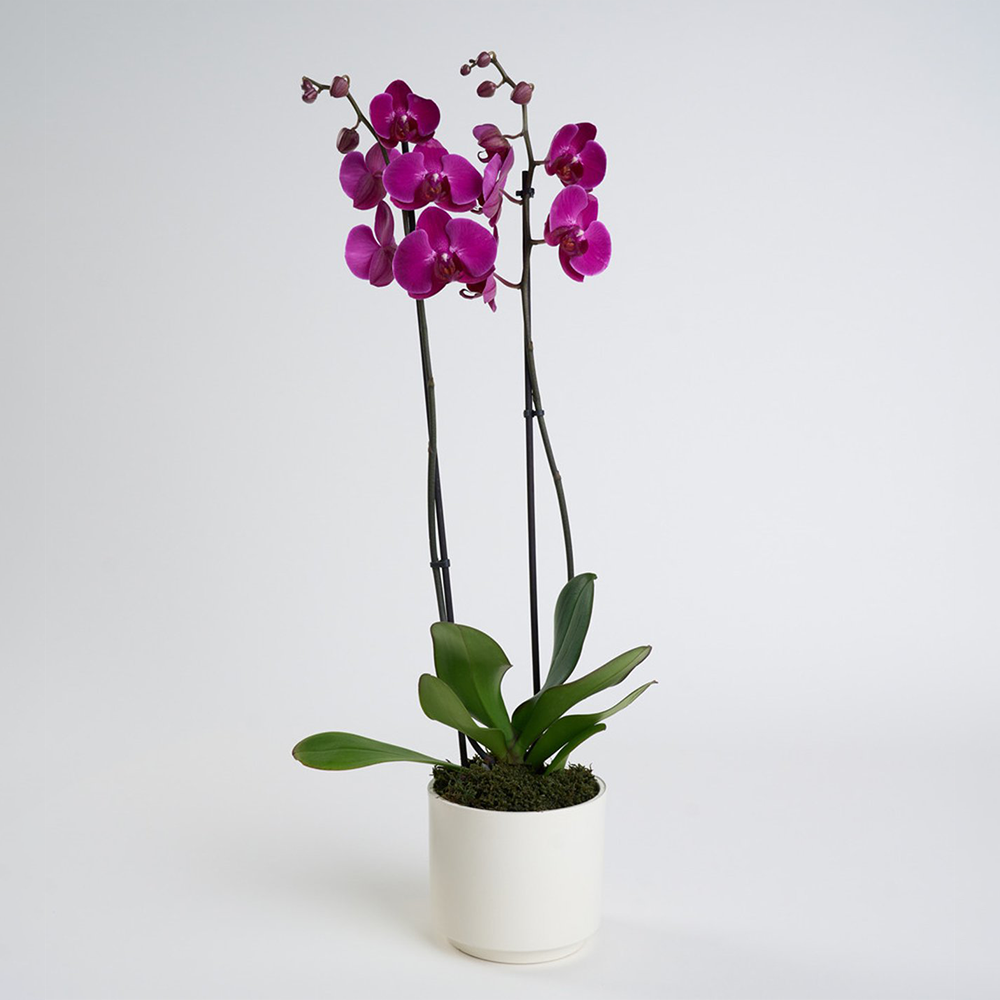 Mor Orkide 2'li
