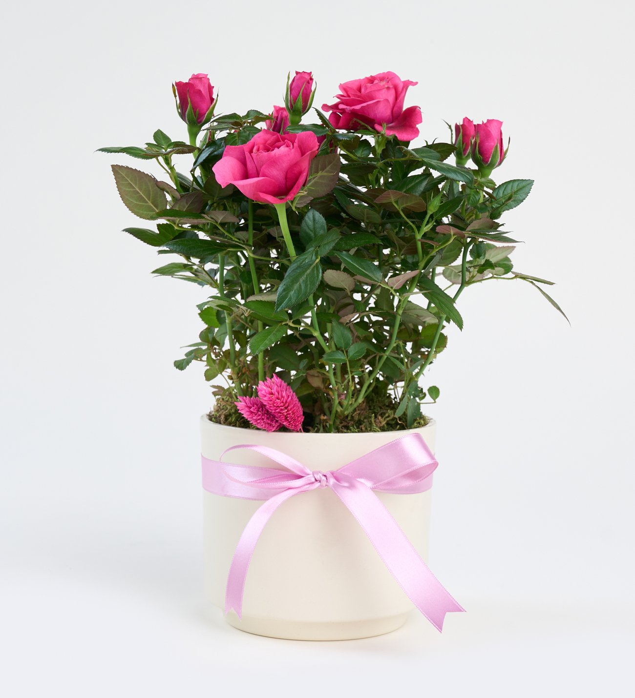 Pembe Kurdeleli Beyaz Beton Saksıda Pembe Gül