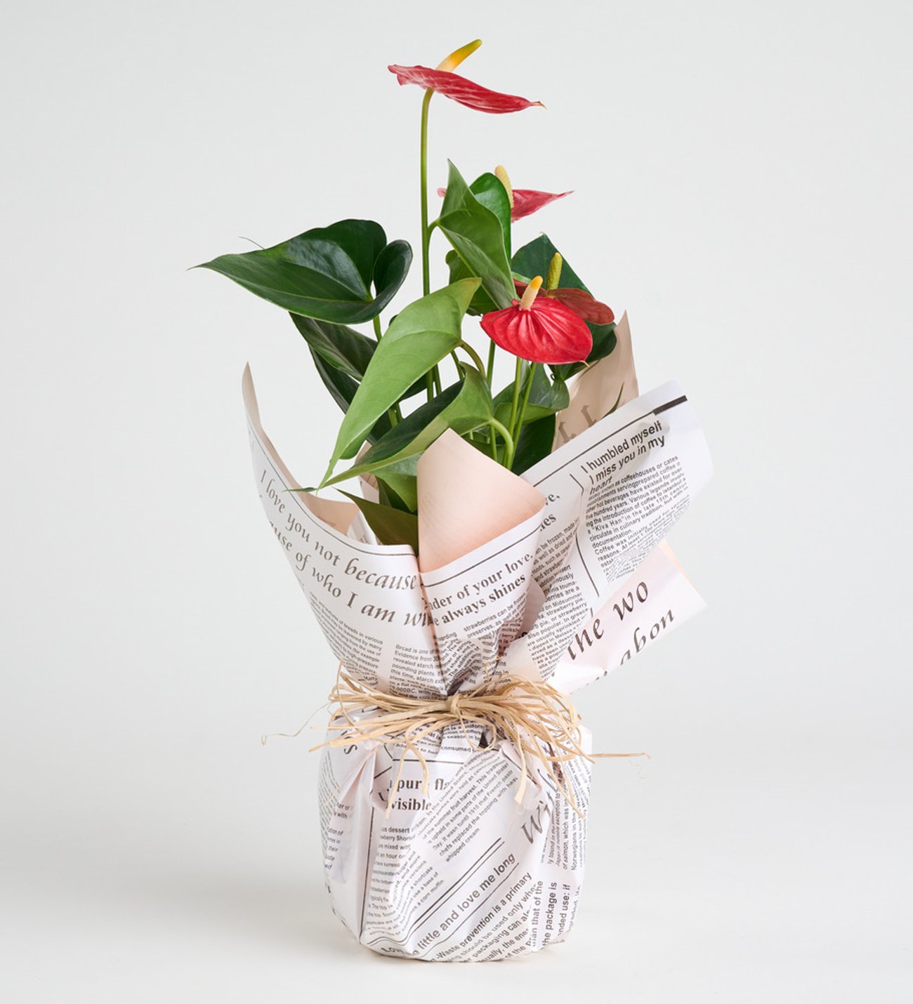 Gazete Desenli Buket Süslemeli Antoryum Bitkisi